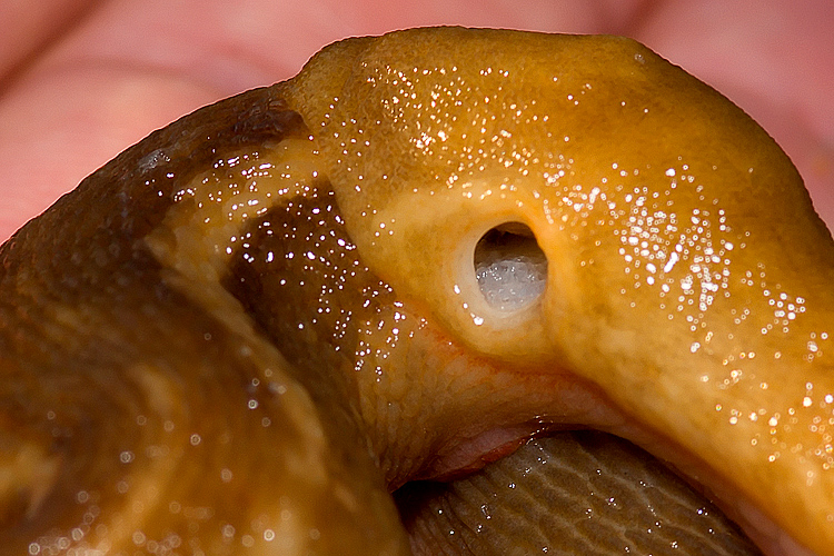 Un Limax del corsicus-gruppo da Roselle (GR)