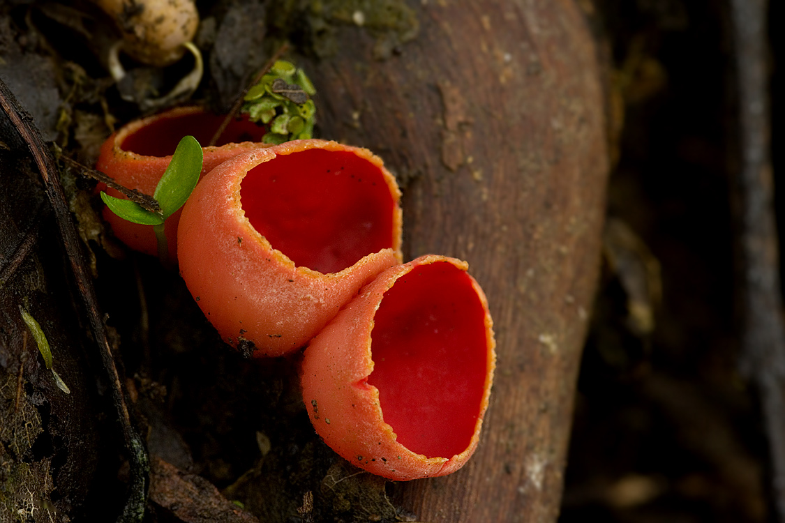 Sarcoscypha coccinea?