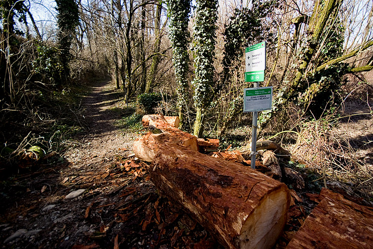 Sarcoscypha coccinea?