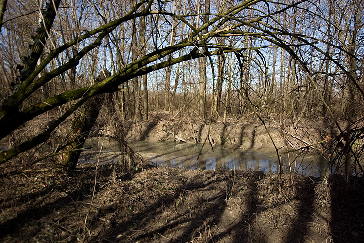 Sarcoscypha coccinea?