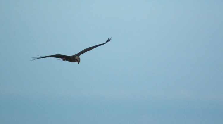 Falco di palude