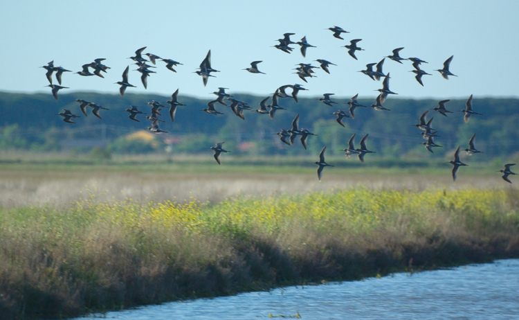 Un volo di pettegole (Tringa totanus) ?