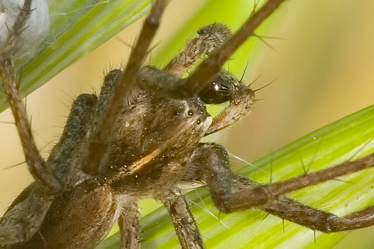 Oxyopes sp.