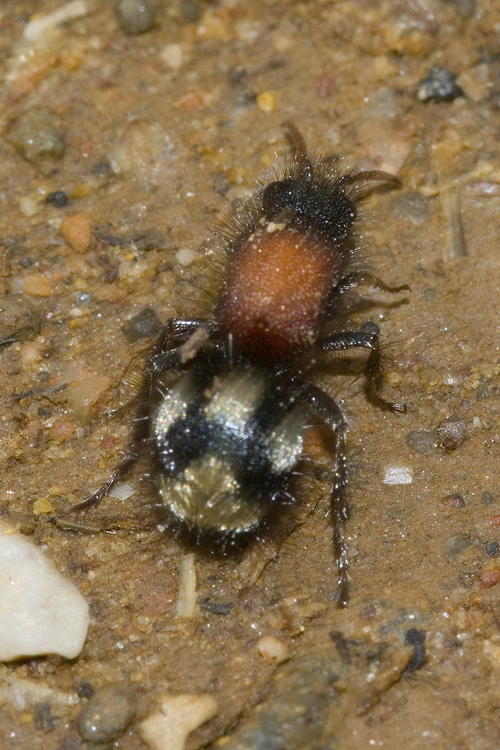 Mutillidae, che passione! + Scoliidae, Mgachilidae e altri