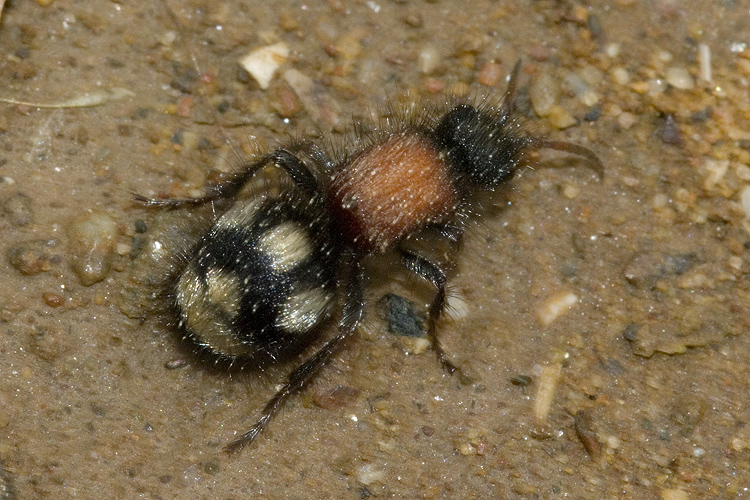 Mutillidae, che passione! + Scoliidae, Mgachilidae e altri