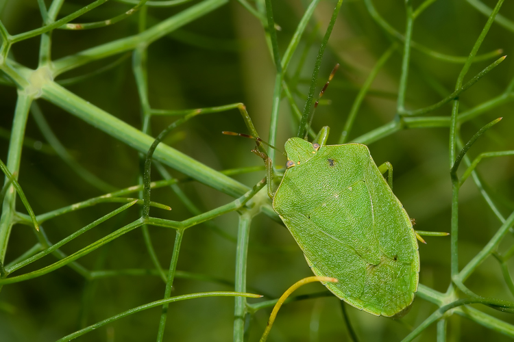 Nezara viridula