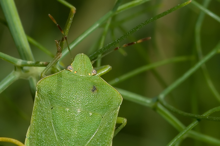 Nezara viridula
