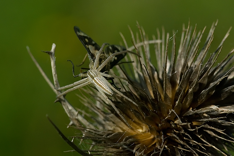 Tibellus sp.