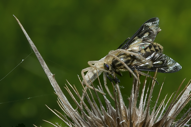 Tibellus sp.