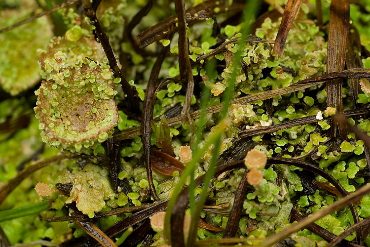 Cladonia sp.