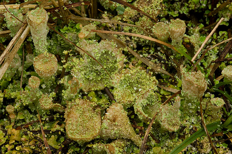 Cladonia sp.