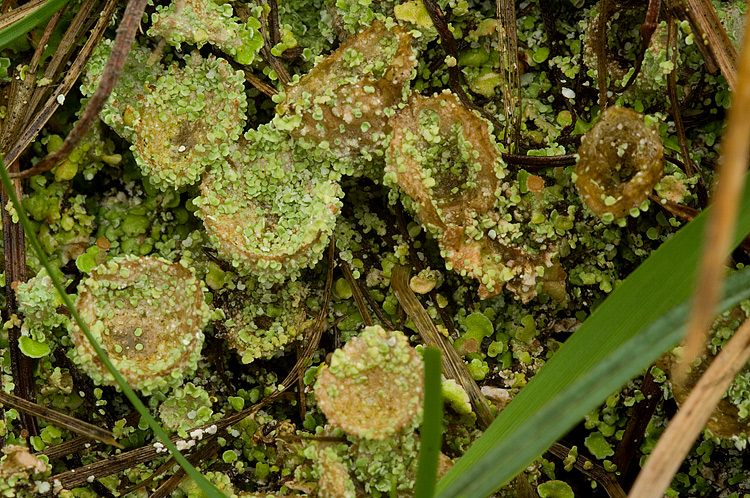 Cladonia sp.