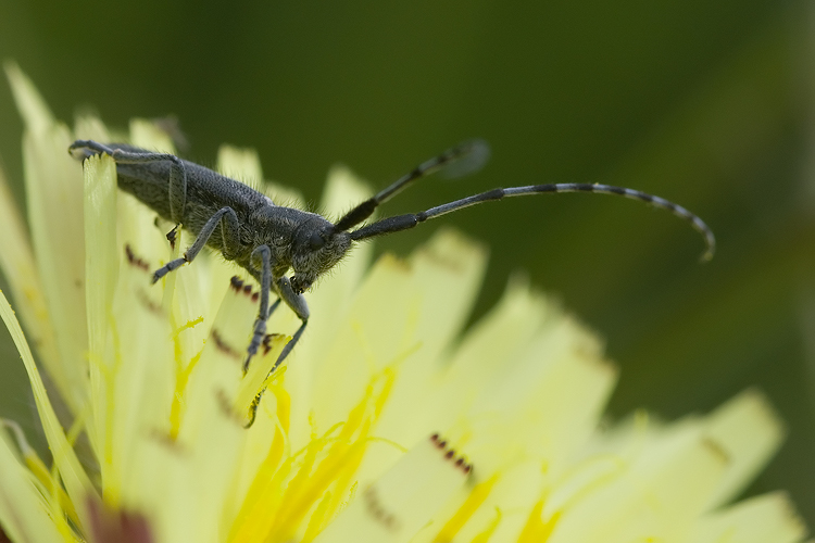 Agapanthia cardui?