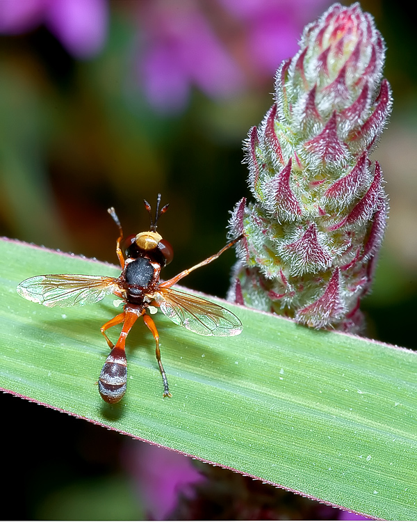Physocephala cf. chrysorrhoea (Conopidae)
