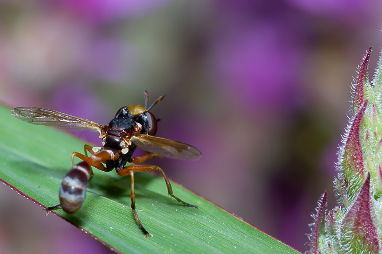 Physocephala cf. chrysorrhoea (Conopidae)