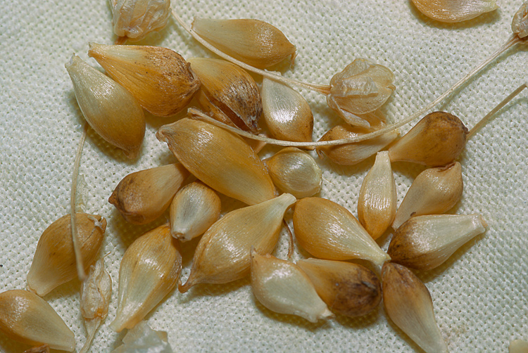 Allium vineale e Allium roseum