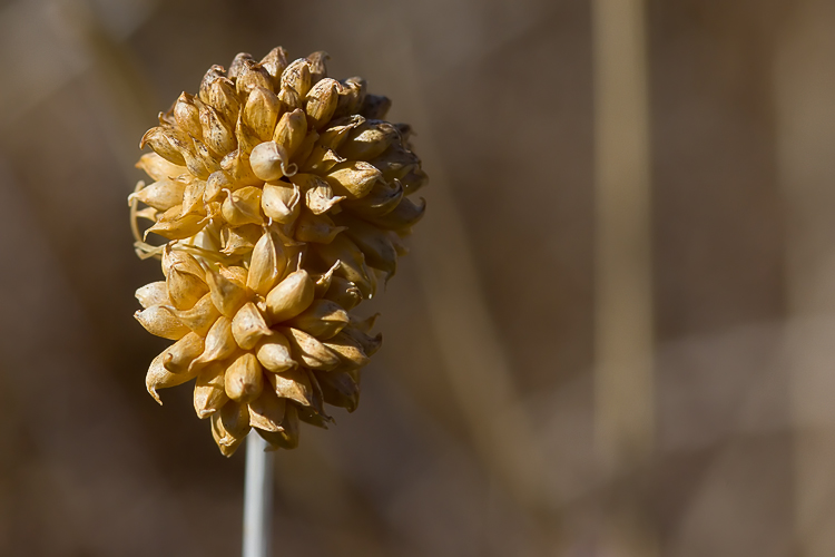 Allium vineale e Allium roseum