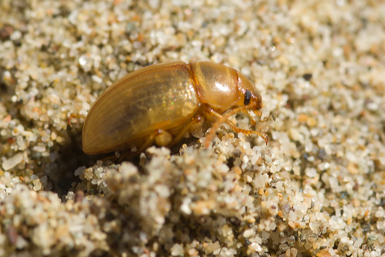 Tenebrionidae: Xanthomus pallidus