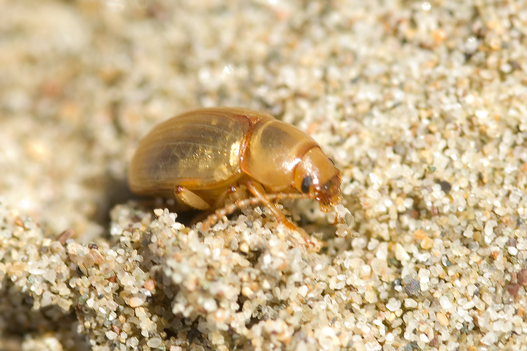 Tenebrionidae: Xanthomus pallidus