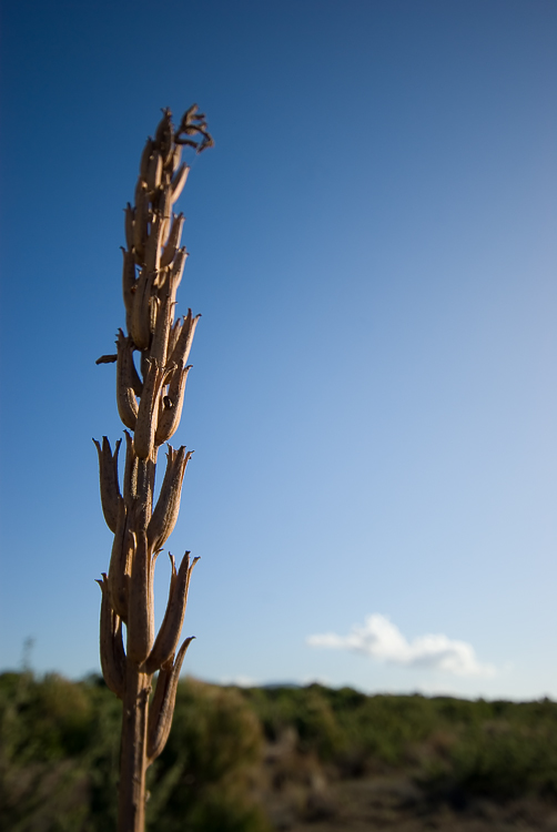 Oenothera biennis