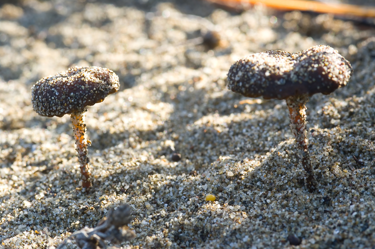 Oudemansiella mediterranea