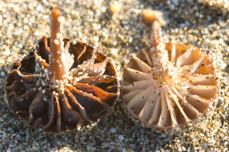 Oudemansiella mediterranea