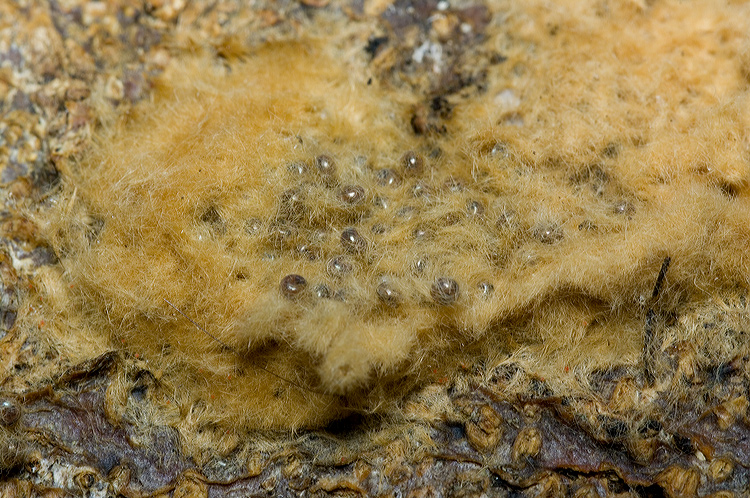 Ovature con centinaia di uova - Lymantria dispar