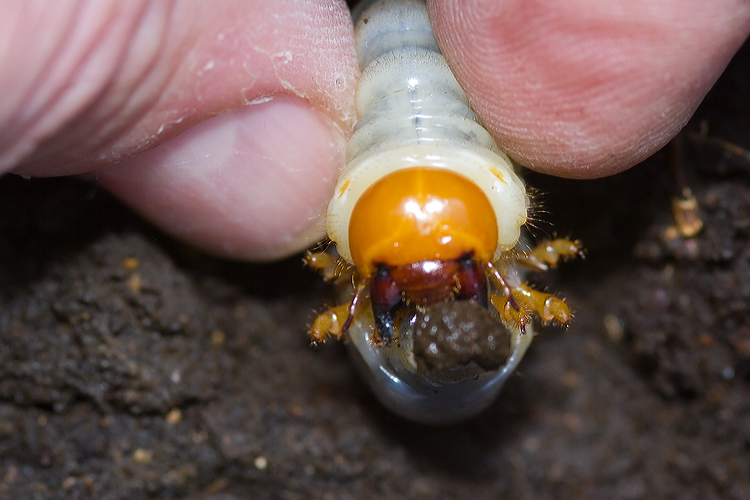 Larva di Lucanus cervus !