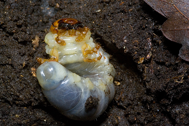 Larva di Lucanus cervus !