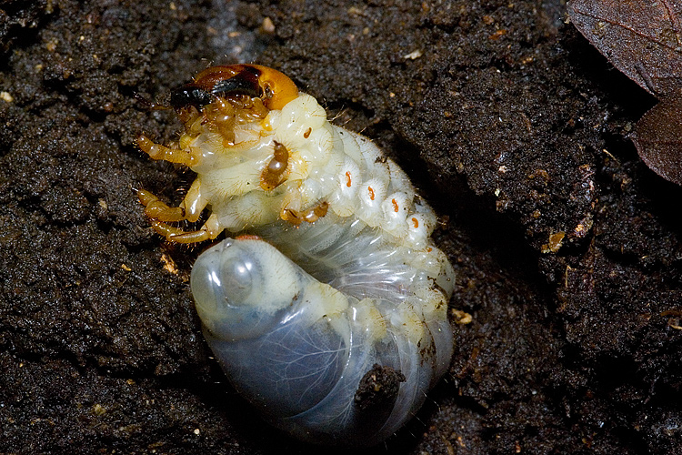 Larva di Lucanus cervus !