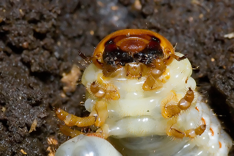 Larva di Lucanus cervus !