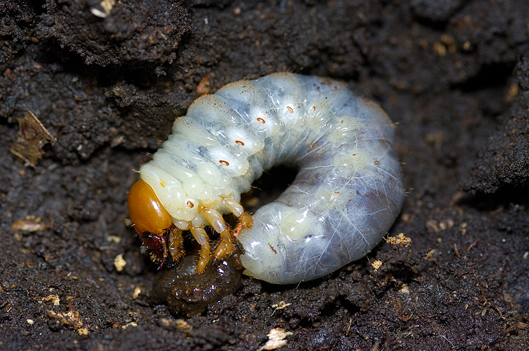 Larva di Lucanus cervus !