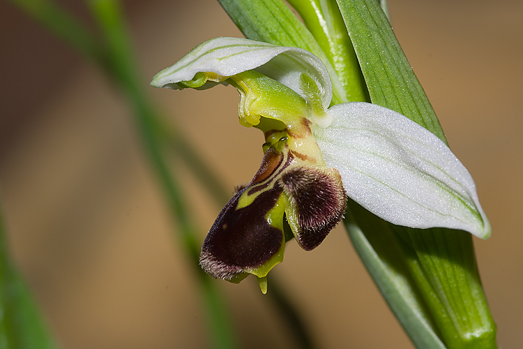 Ophrys apifera Hudson