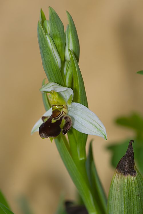 Ophrys apifera Hudson