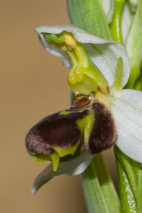 Ophrys apifera Hudson