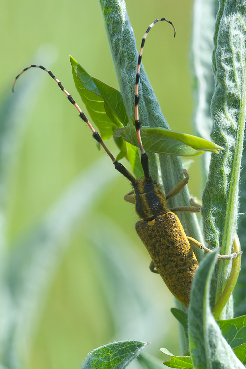 Agapanthia sicula malmerendii