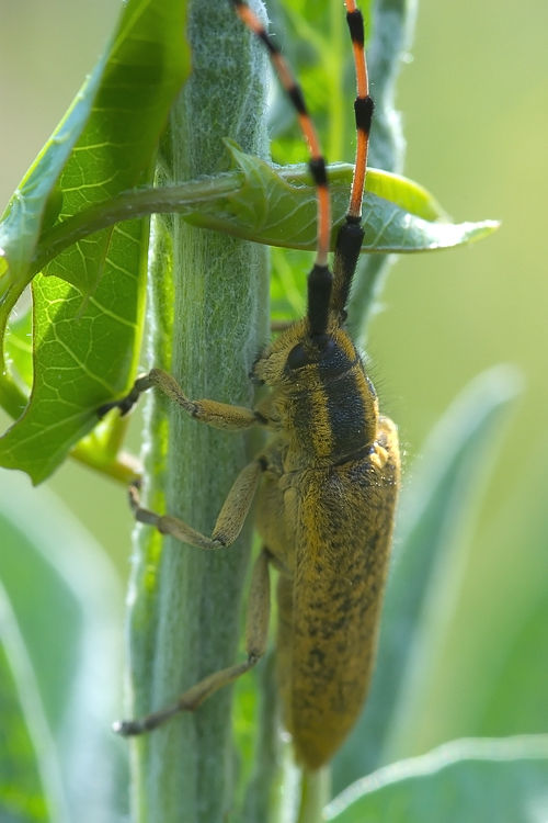 Agapanthia sicula malmerendii