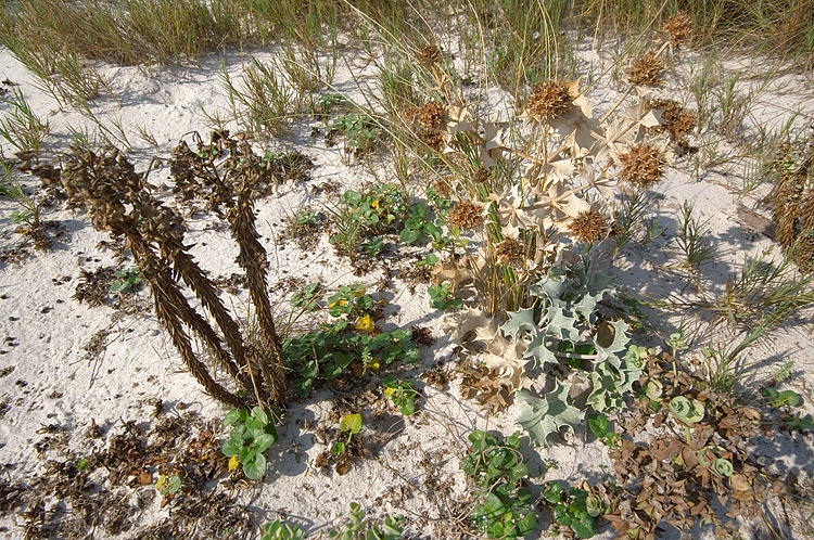 Le Spiagge Bianche a Rosignano Solvay