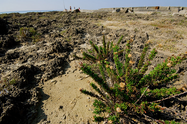 Le Spiagge Bianche a Rosignano Solvay