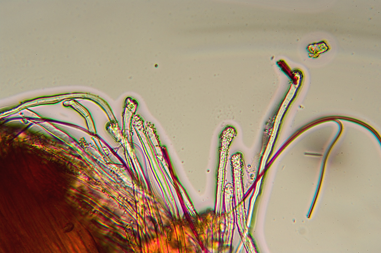 Aphyllophorales su...sabbia!! (Schizophyllum commune)