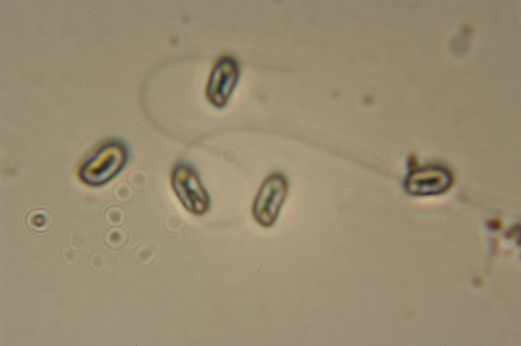 Aphyllophorales su...sabbia!! (Schizophyllum commune)