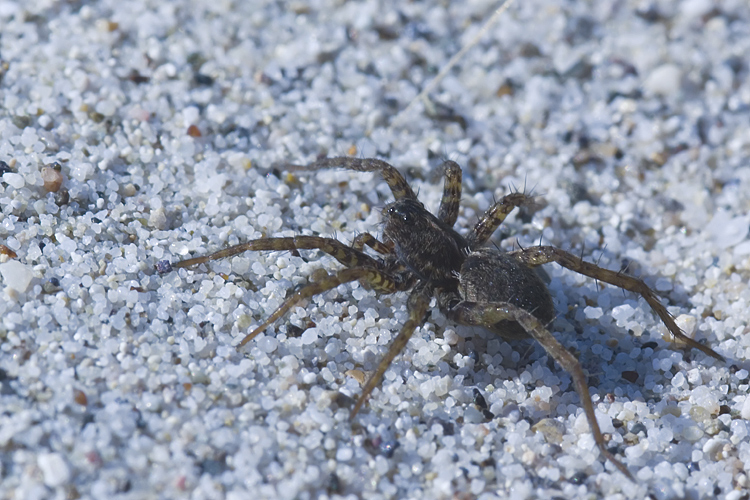 Pardosa sp.