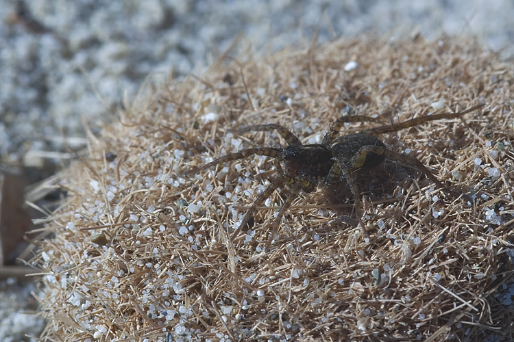 Pardosa sp.