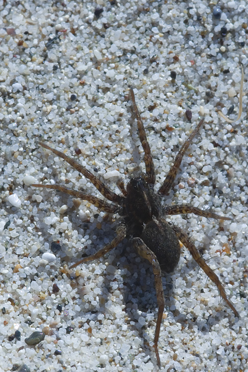 Pardosa sp.