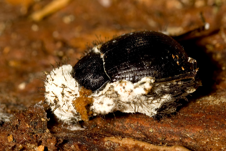 Enoplopus dentipes - ucciso da un fungo?