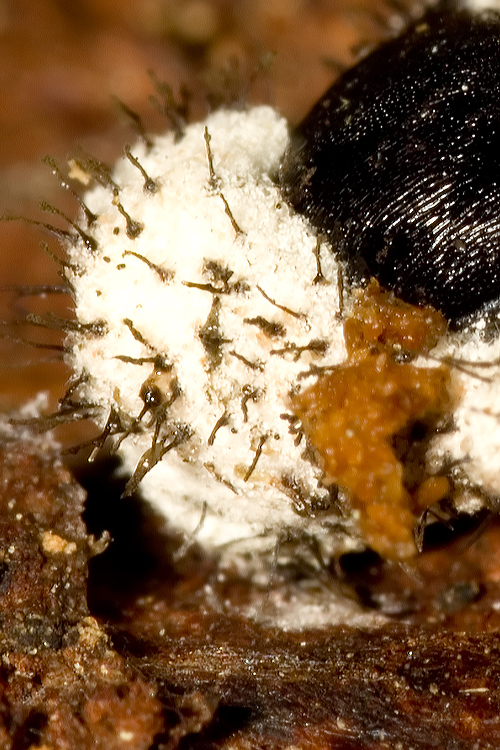 Enoplopus dentipes - ucciso da un fungo?