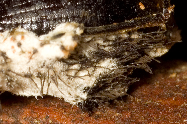 Enoplopus dentipes - ucciso da un fungo?