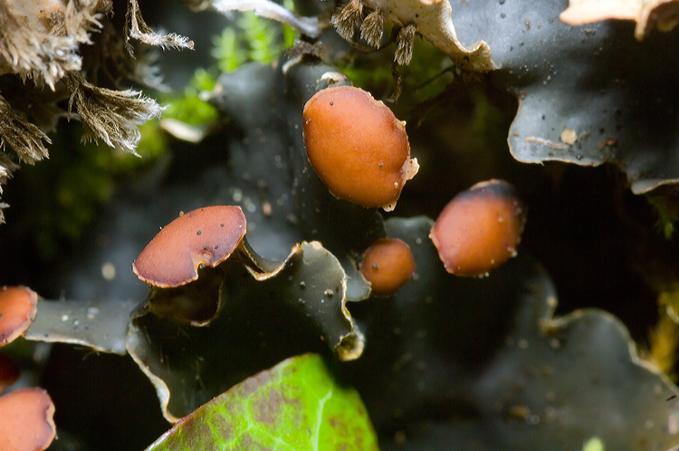 Peltigera horizontalis.