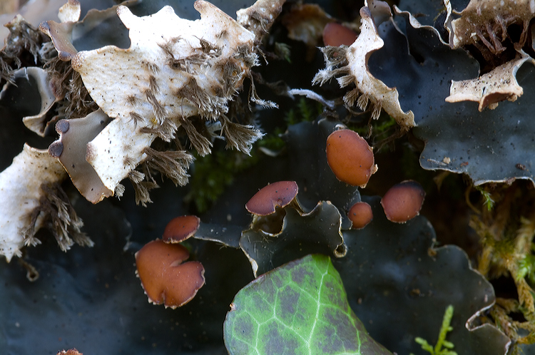 Peltigera horizontalis.