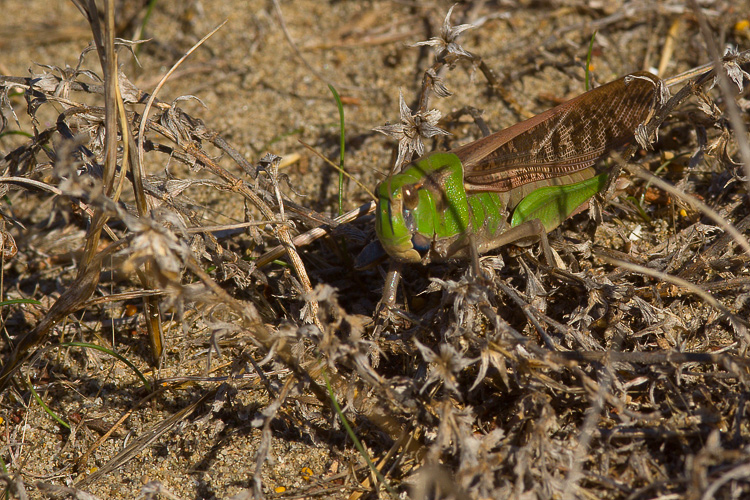 Acrididae: Locusta migratoria cinerascens e Oedaleus decorus